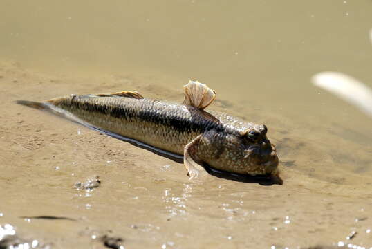 صورة Periophthalmodon freycineti (Quoy & Gaimard 1824)