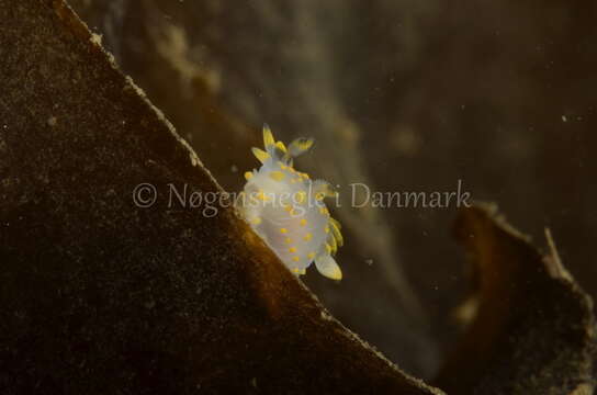 Image of Fourline nudibranch