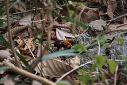 Image of Bombus diversus Smith 1869