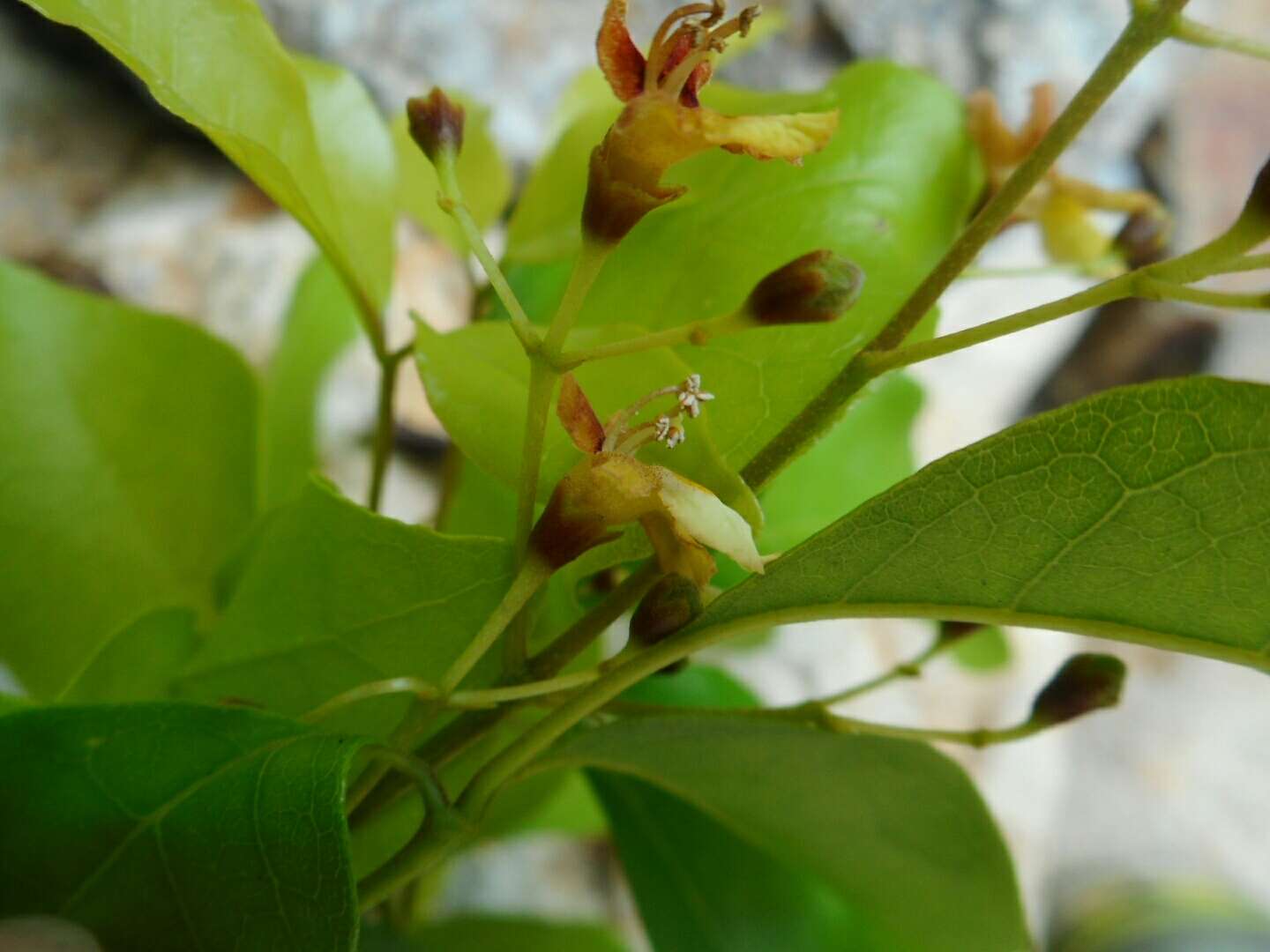 Image of Vitex tripinnata (Lour.) Merr.