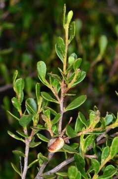 Image of Dodonaea bursariifolia F. Müll.