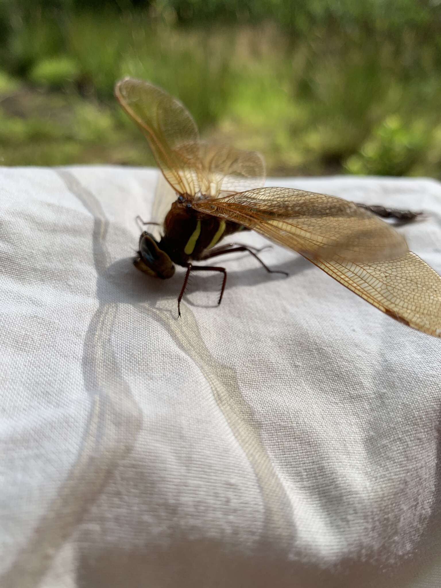 Image of Brown Hawker