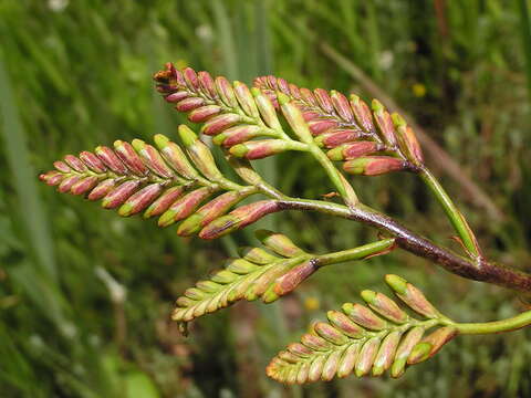 Image of zigzag crocosmia