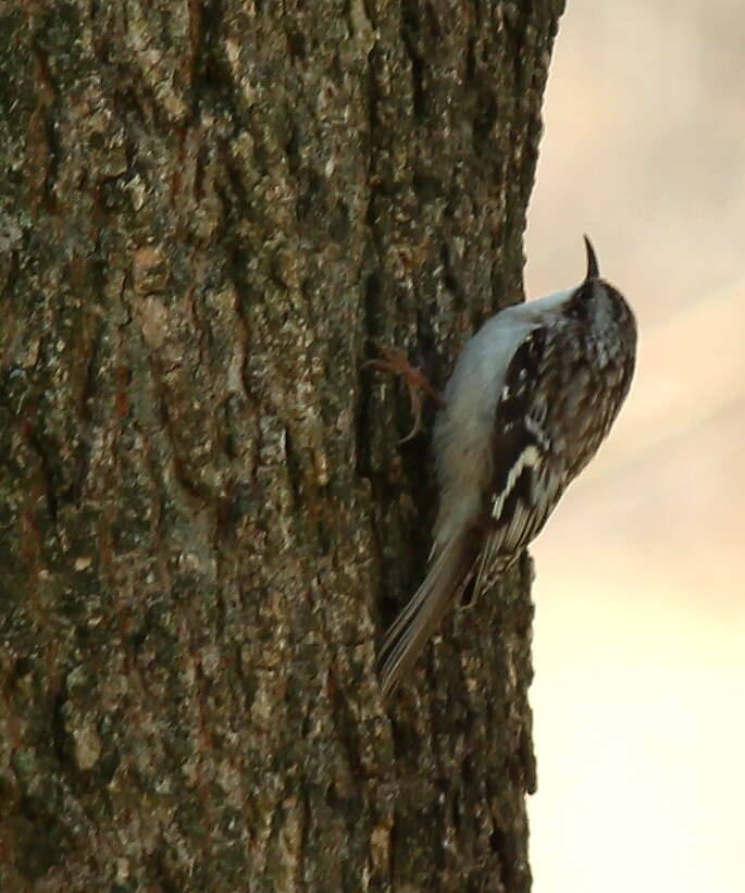 Image of treecreepers