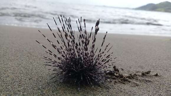 Image of spiny urchin