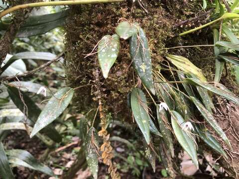 Image of Pleurothallis eumecocaulon Schltr.