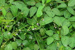 Image of Glycine max subsp. soja (Siebold & Zucc.) H. Ohashi