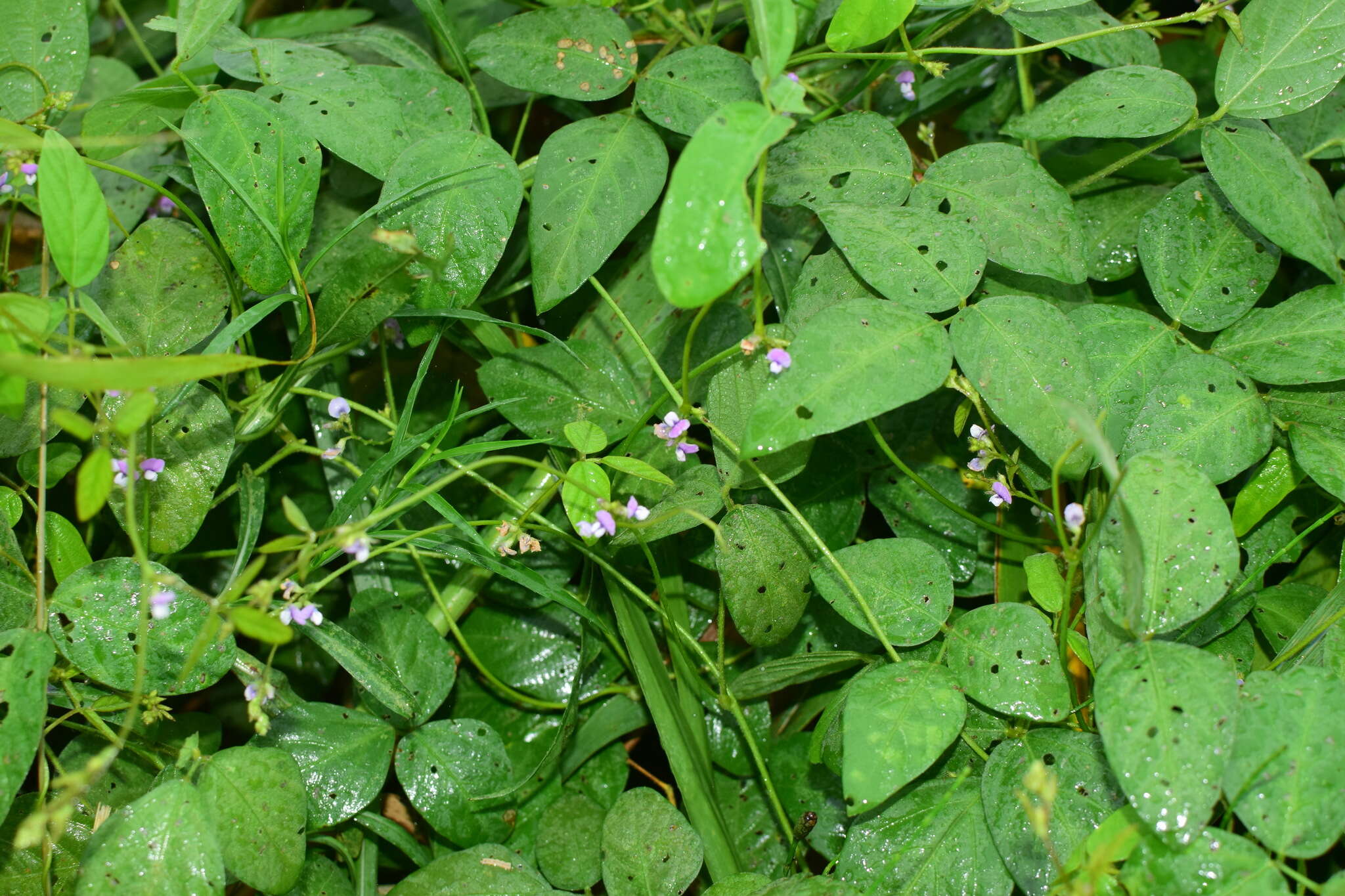 Image of Glycine max subsp. soja (Siebold & Zucc.) H. Ohashi