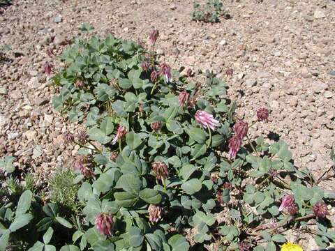 Plancia ëd Trifolium kingii subsp. rollinsii (J. M. Gillett) D. Heller