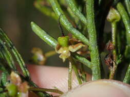 Image of Dodonaea inaequifolia Turcz.