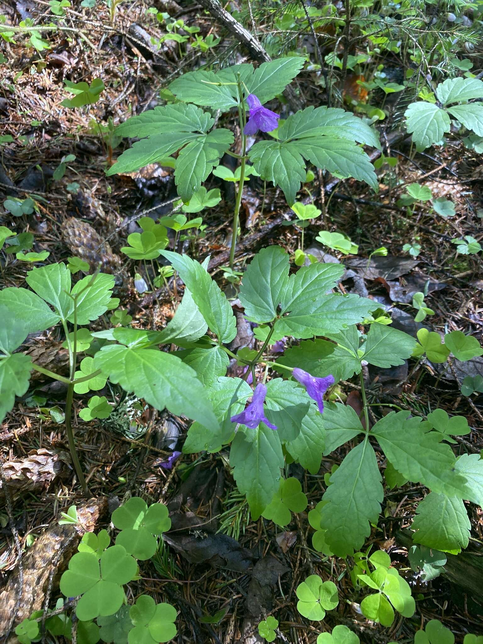 Image of Cardamine glanduligera O. Schwarz