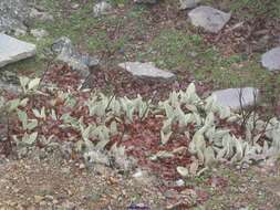 Image of Phlomis crinita Cav.