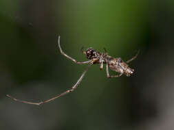 Image of Faiditus cancellatus (Hentz 1850)