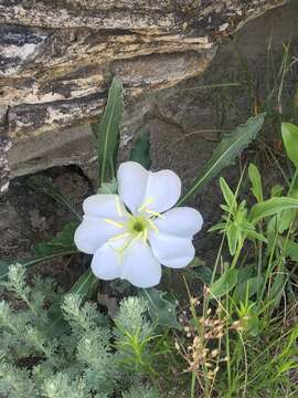 Image de Oenothera cespitosa Nutt.