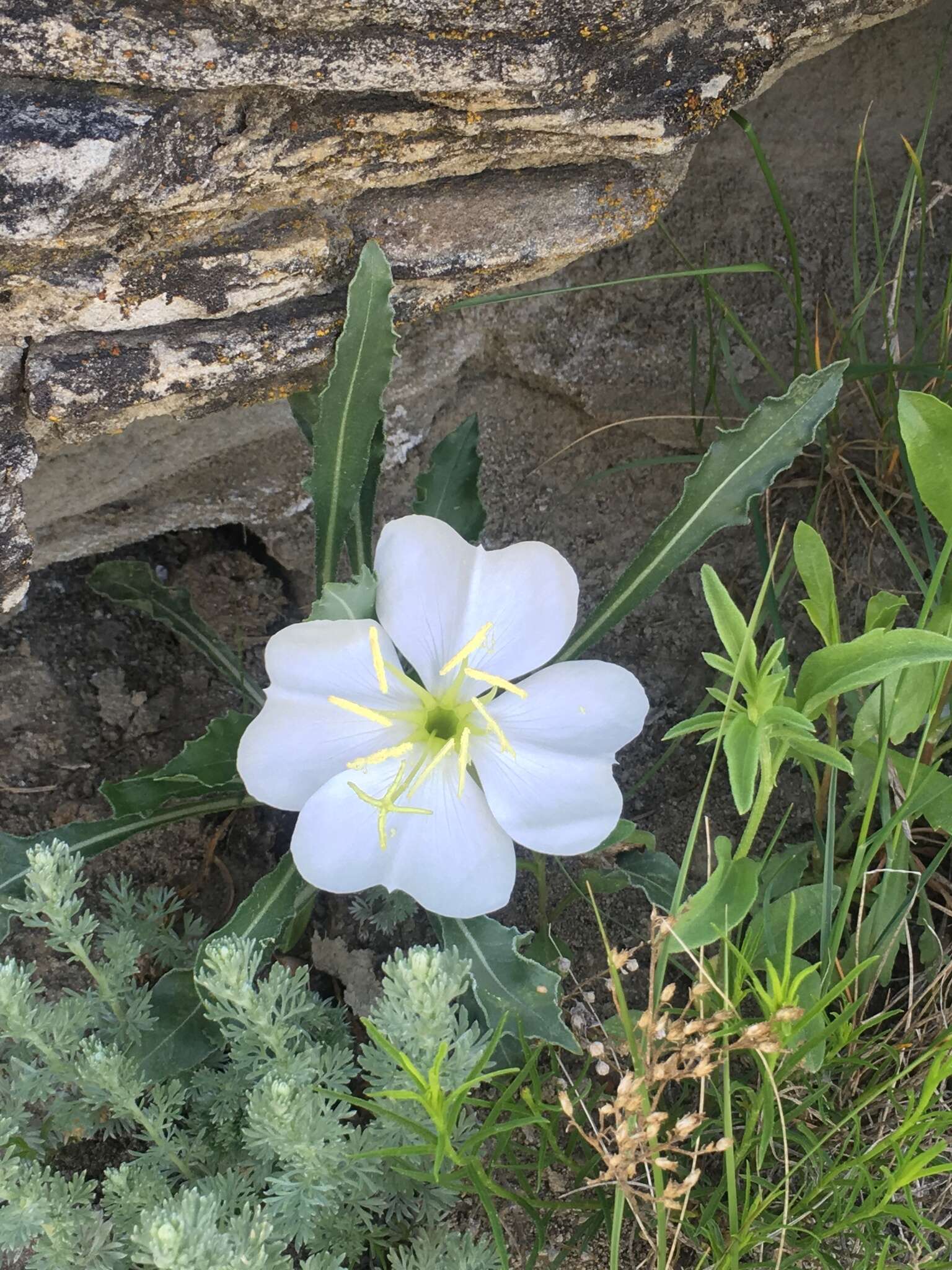 Oenothera cespitosa Nutt. resmi