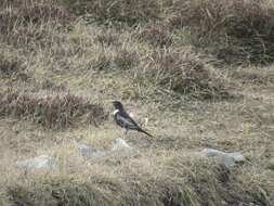 Image of Ring Ouzel