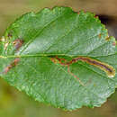 Image of Agromyza alnivora Spencer 1969