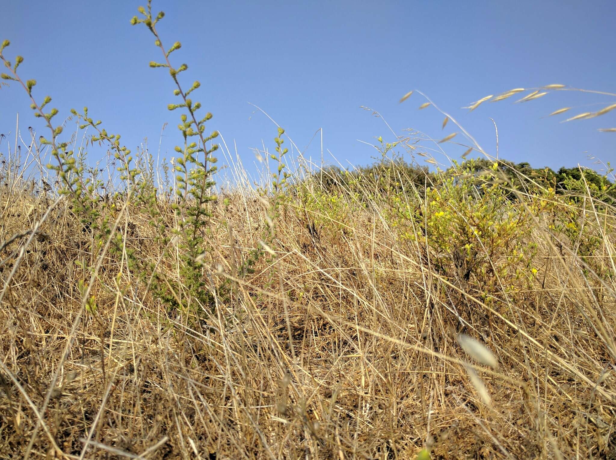 Image of threeray tarweed
