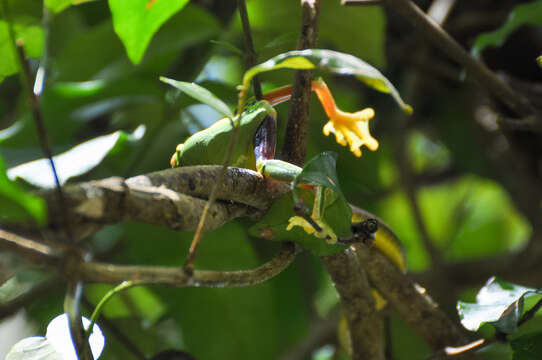 Image of Red-eyed Green Treefrog