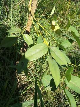 Слика од Erythrina crista-galli L.