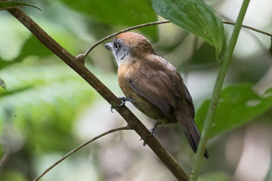 Imagem de Thamnophilus unicolor (Sclater & PL 1859)