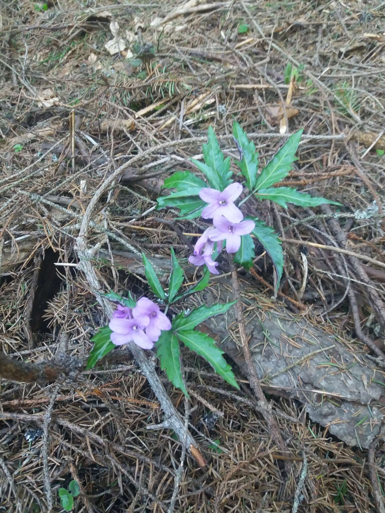 Image of Cardamine glanduligera O. Schwarz