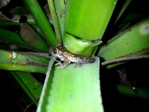 Image of Black-spotted Casque-headed Treefrog