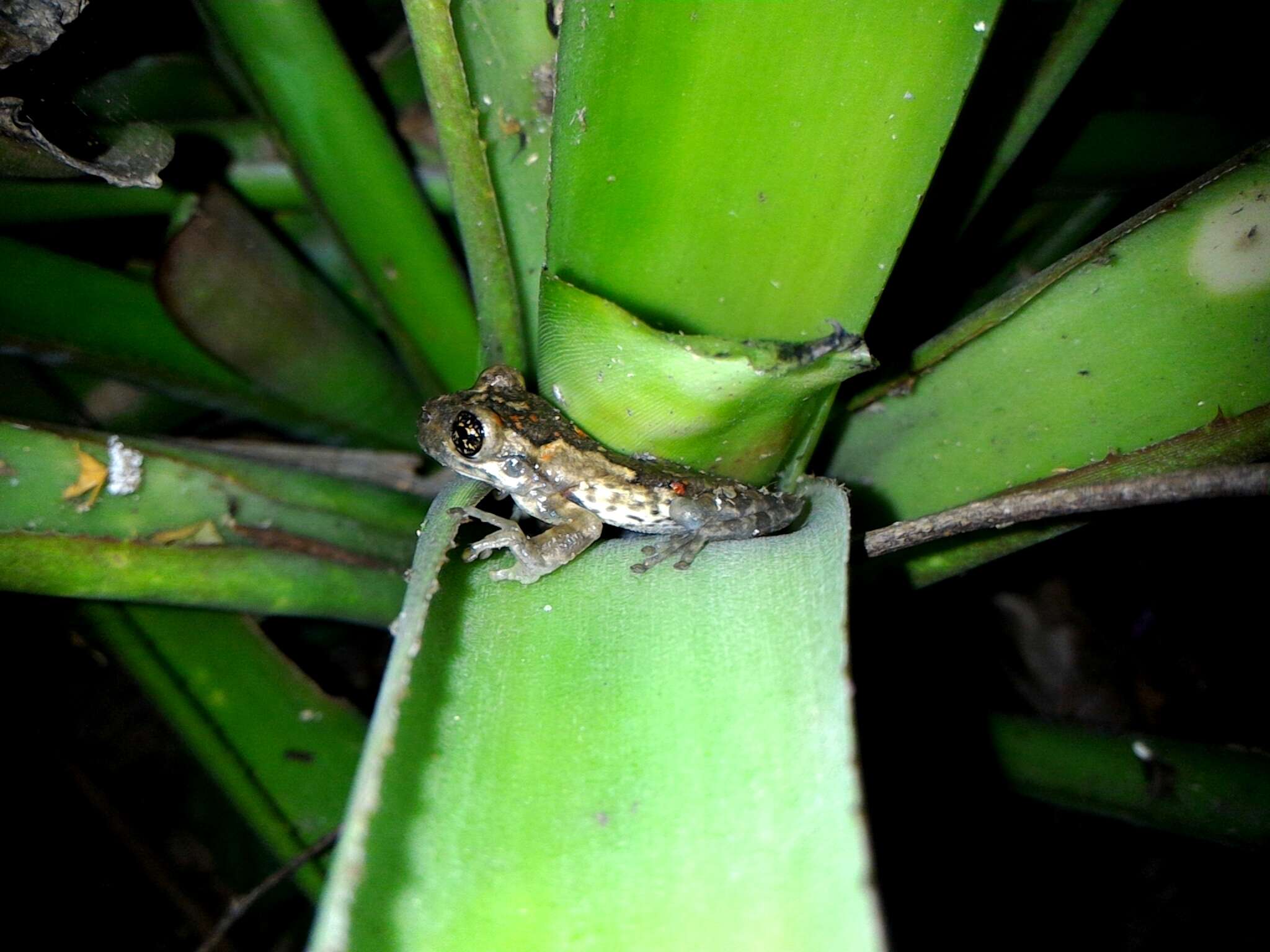 Image of Black-spotted Casque-headed Treefrog