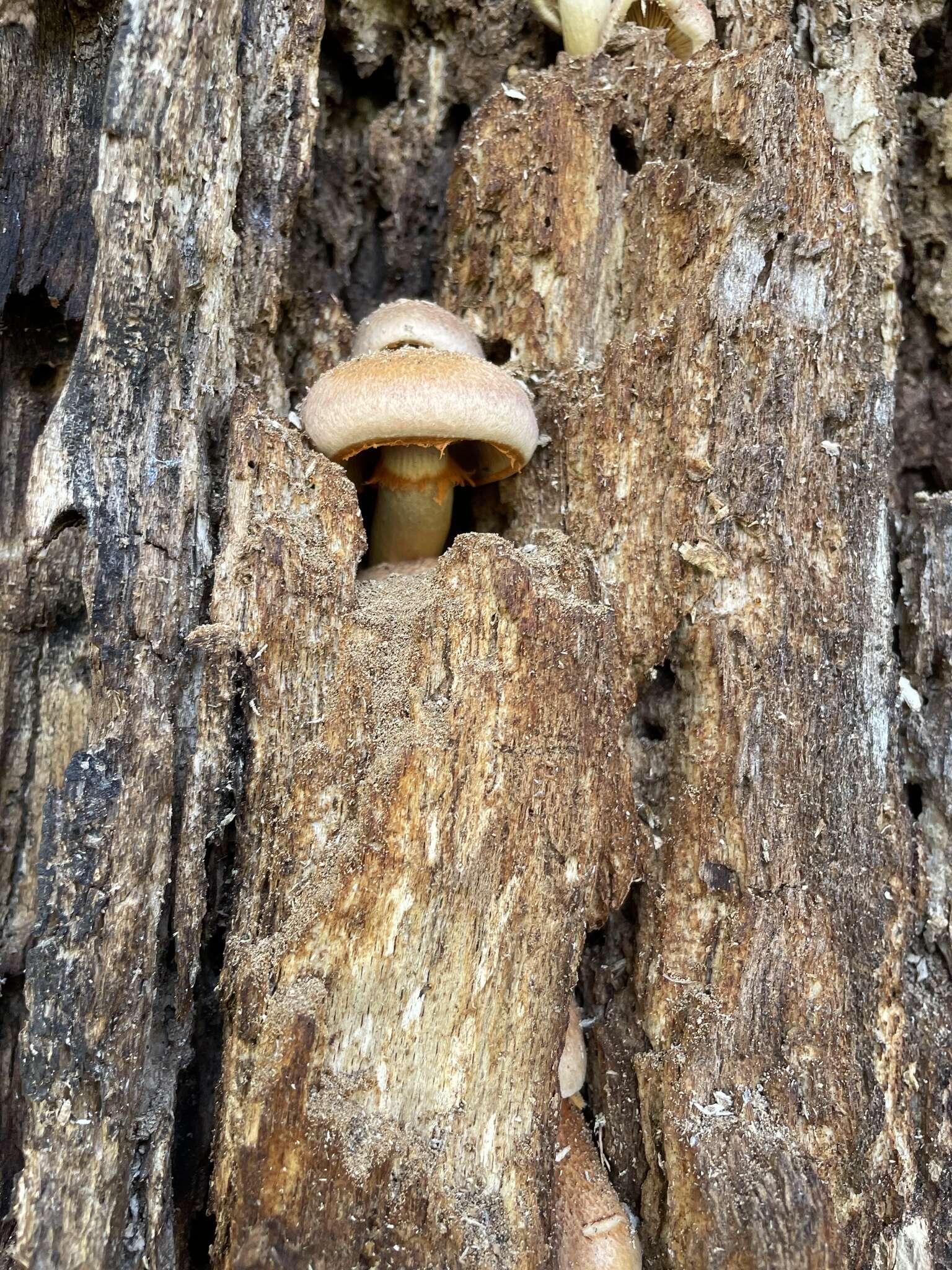 Imagem de Gymnopilus suberis (Maire) Singer 1951