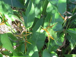 صورة Heliconia latispatha Benth.