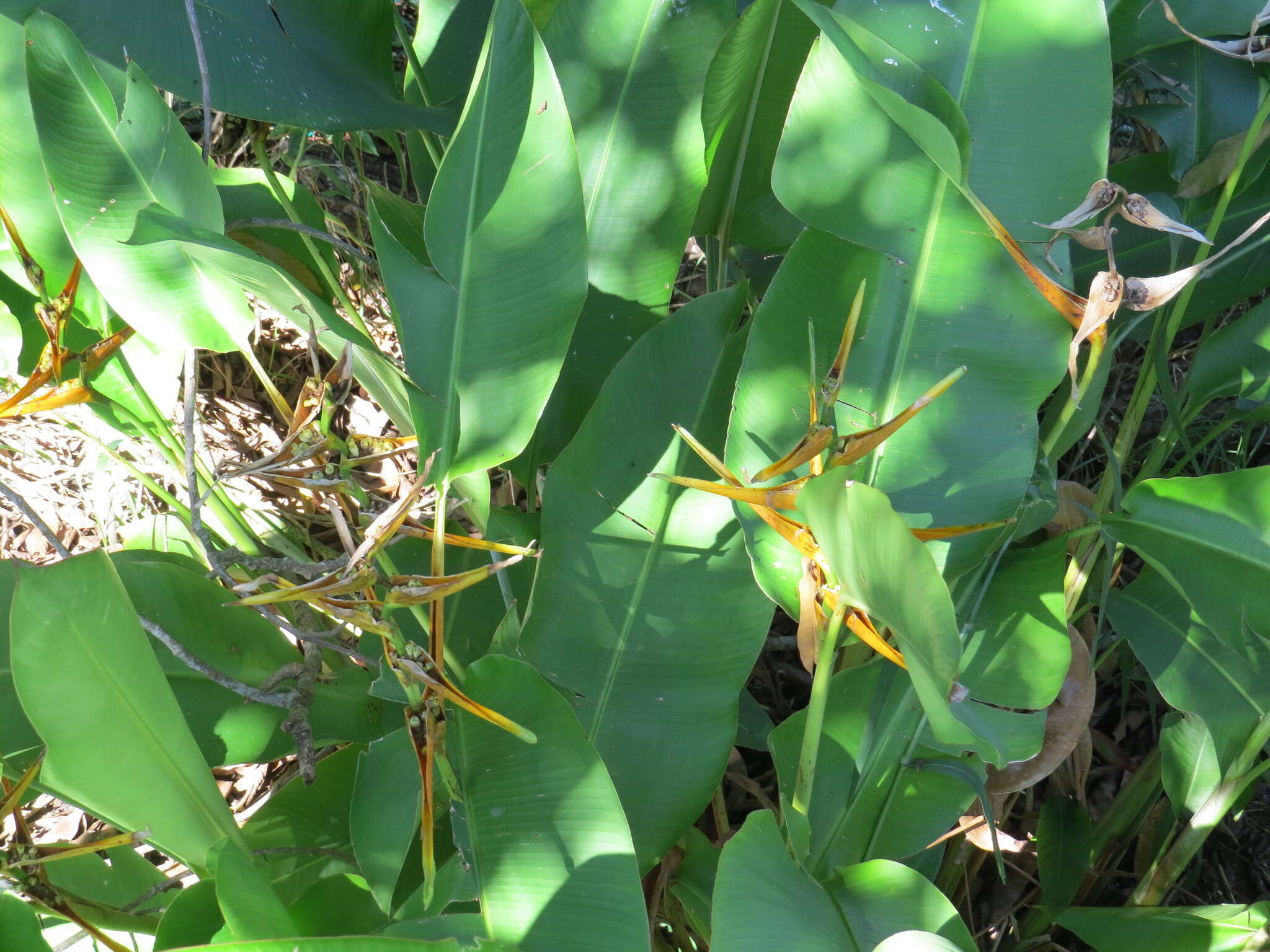 صورة Heliconia latispatha Benth.