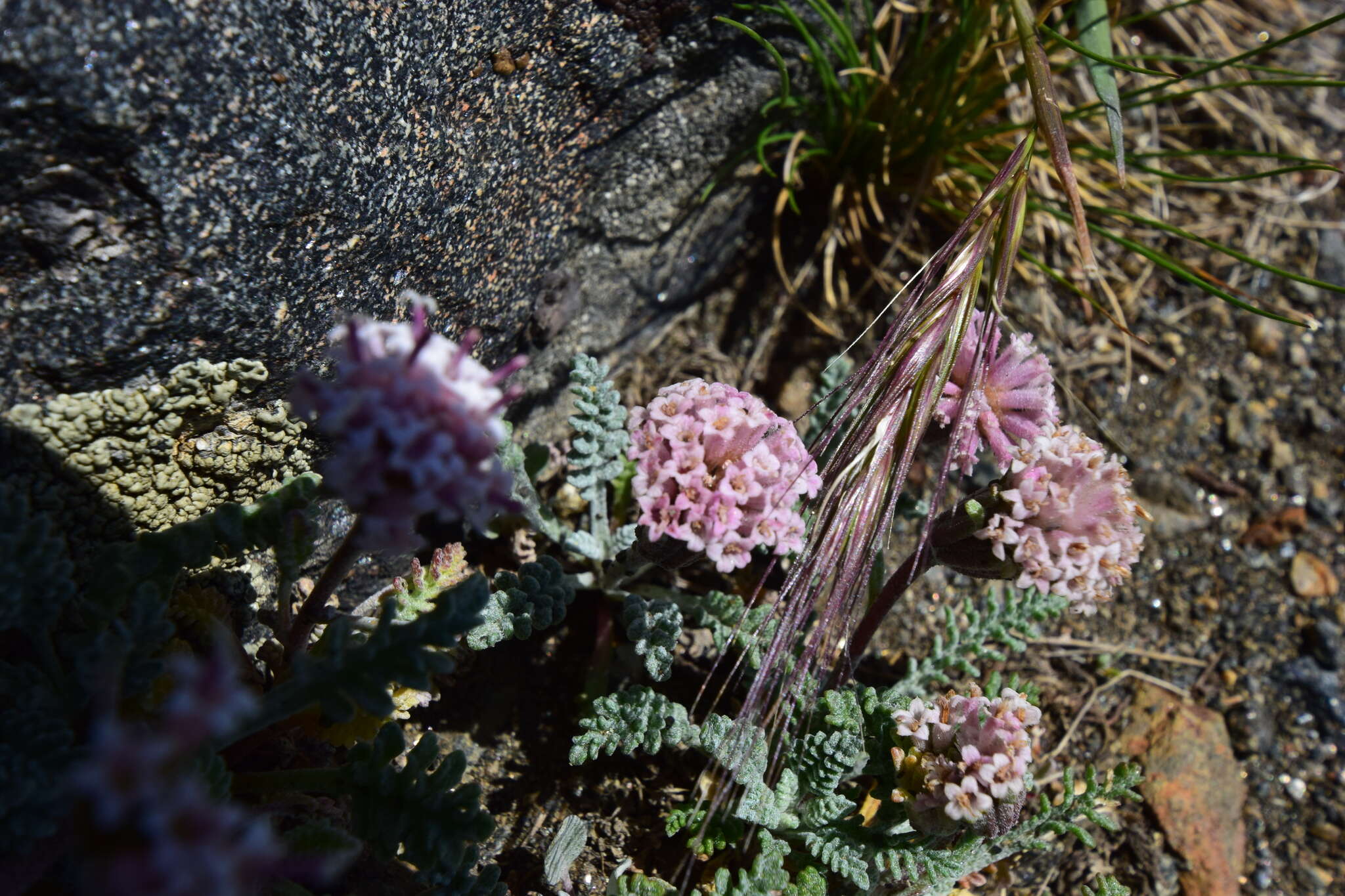 Image of alpine dustymaiden