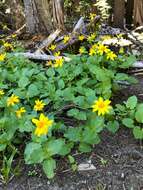 Image of heartleaf arnica