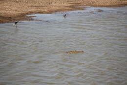 Image of Broad-snouted Crocodile