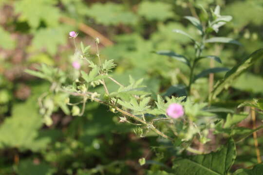 Imagem de Geranium divaricatum Ehrh.