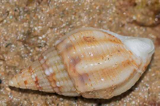 Image of netted dog whelk