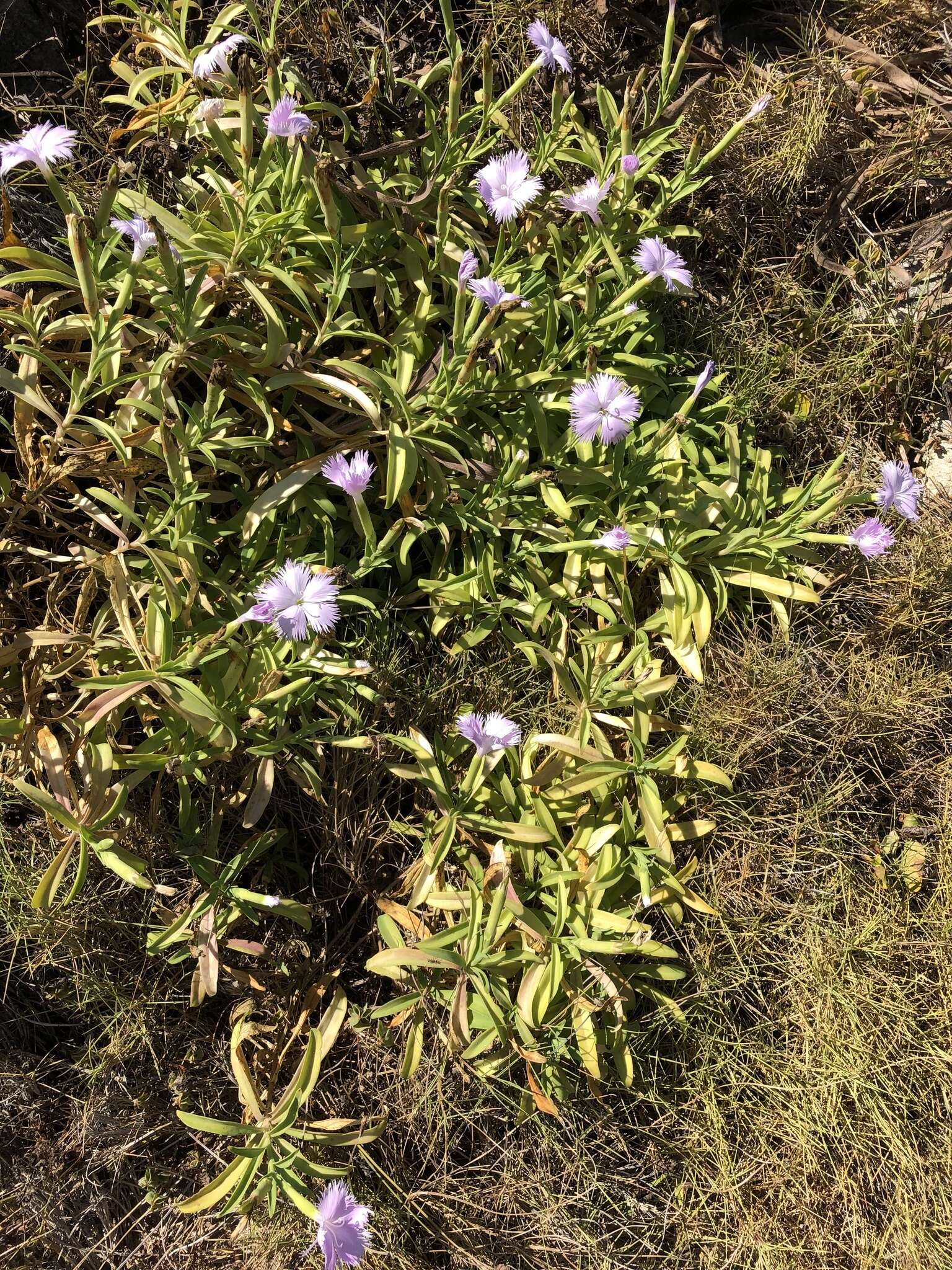 Dianthus longicalyx Miq.的圖片