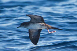 Image of Wedge-tailed Shearwater