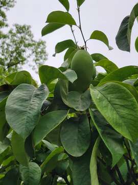 Image of Chinese-quince