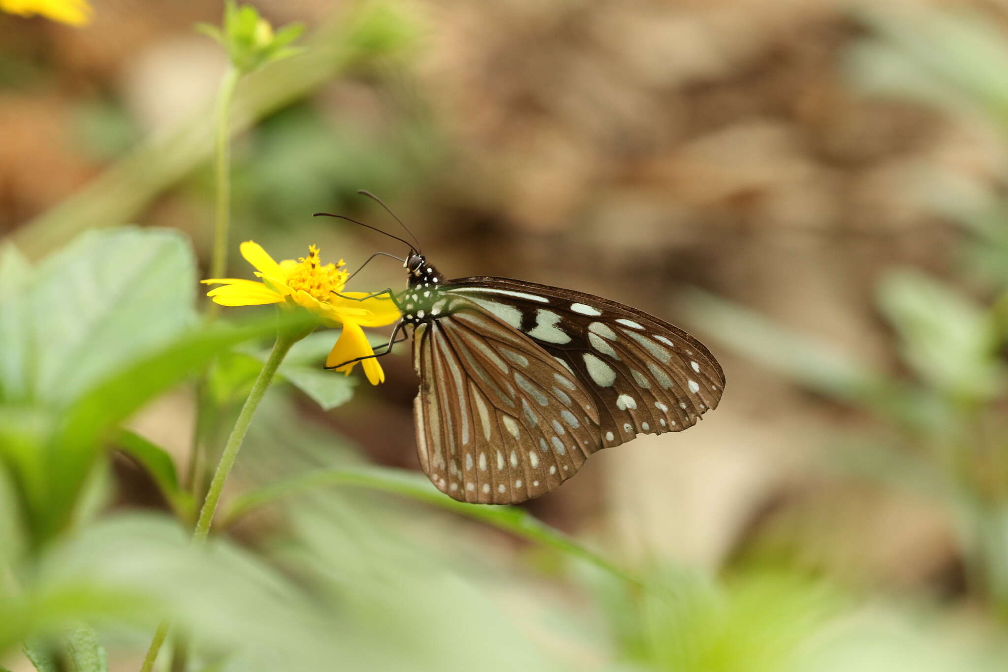 Image of Ideopsis similis Linnaeus 1758