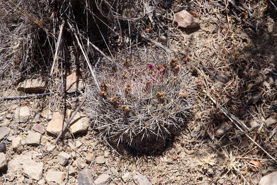 Image of Rebutia neocumingii subsp. lanata (F. Ritter) D. R. Hunt