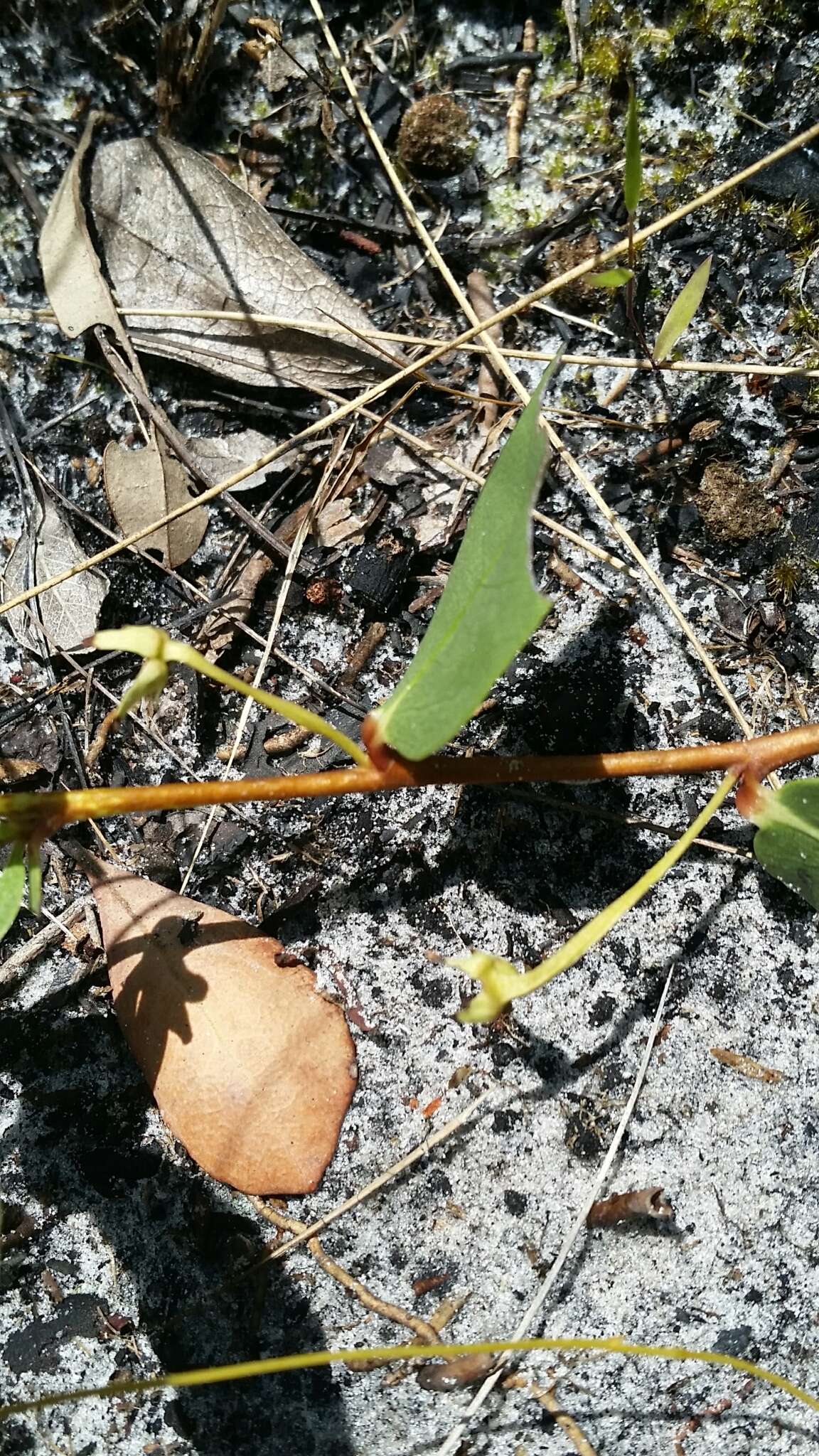 Image of Royal False Pawpaw