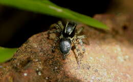 Image of Stenaelurillus albus Sebastian, Sankaran, Malamel & Joseph 2015