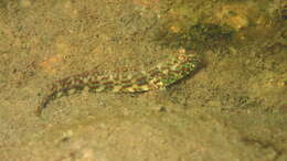 Image of Cryptocentroides
