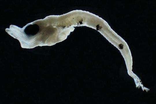 Image of Pseudoscopelus
