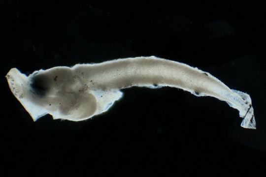 Image of Pseudoscopelus