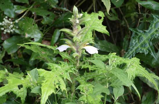 Image of Acanthus guineensis Heine & P. Taylor