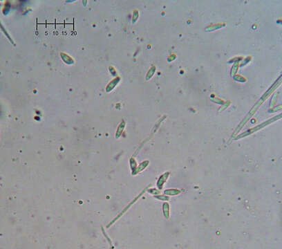 Image of Cornucopiella fusispora (P. Karst.) Seifert 1985