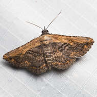 Image of Pale-edged Selenisa