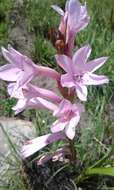 Image of Watsonia knysnana L. Bolus